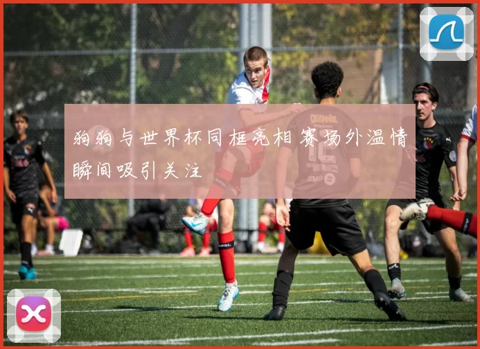 狗狗与世界杯同框亮相 赛场外温情瞬间吸引关注