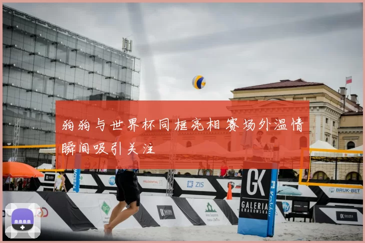 狗狗与世界杯同框亮相 赛场外温情瞬间吸引关注
